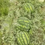 هندوانه بیضی و یونیژن، ملون